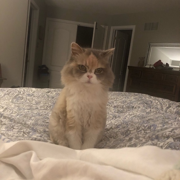 Meet your Posher, Sarah - Picture 1 of 1